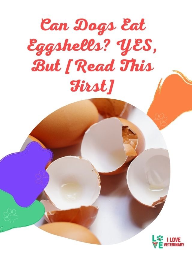 can dogs eat egg shells